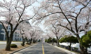 武汉大学樱花盛放