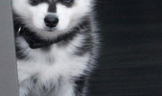 西高地犬多少钱一只