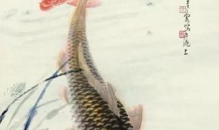 锦鲤吸水的正确姿势