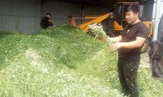 媒体评河南蔬菜滞销